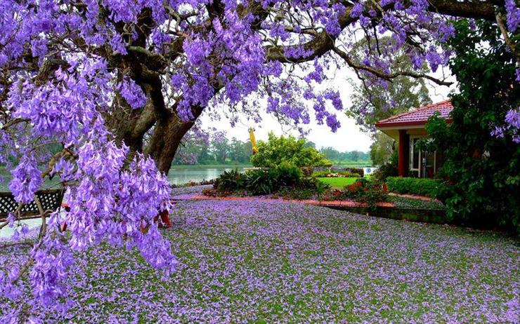 WIOSNA - kwiaty-dom-ogrod-drzewo.jpg