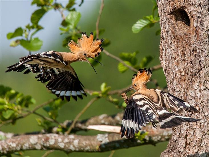 Top 10 najbardziej kolorowych polskich ptaków - dudek-Wyróżnia go również czarno-biały wzór na skrzydłach.jpg